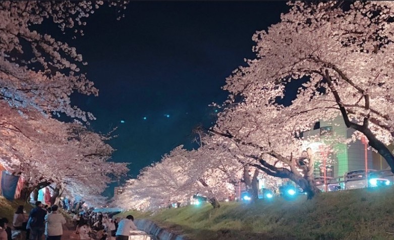 夜桜image1.jpeg