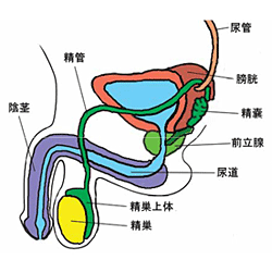 大精嚢 